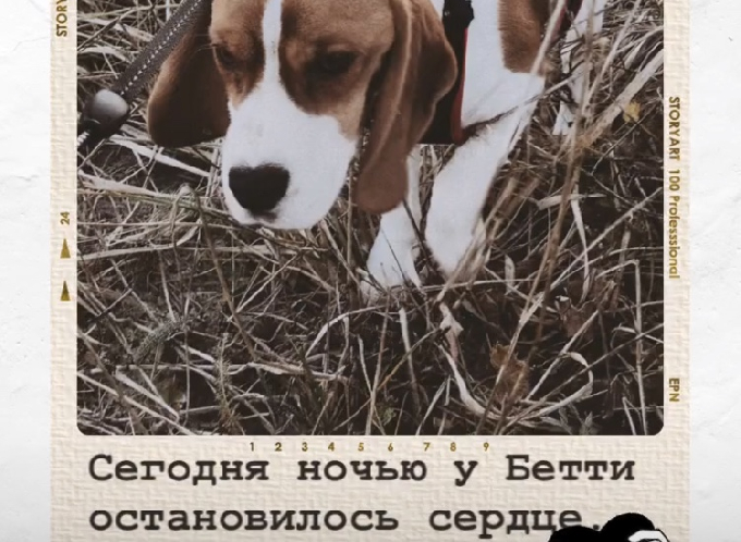 У потерявшего семью бигля Бетти в Санкт-Петербурге остановилось сердце