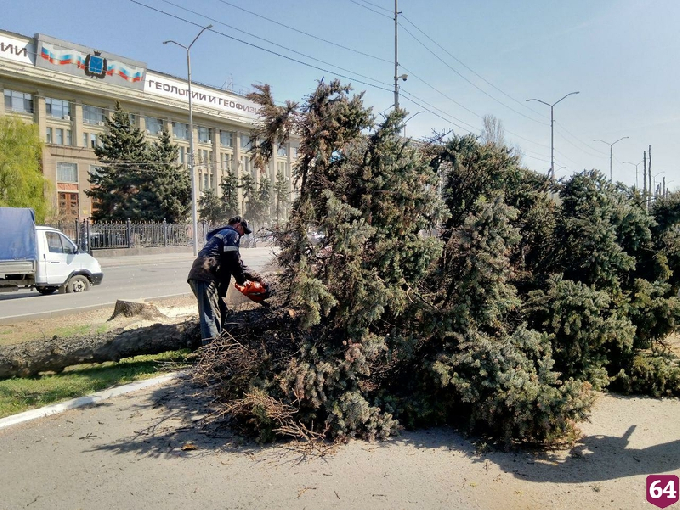 На Театральной площади начали спиливать ели 