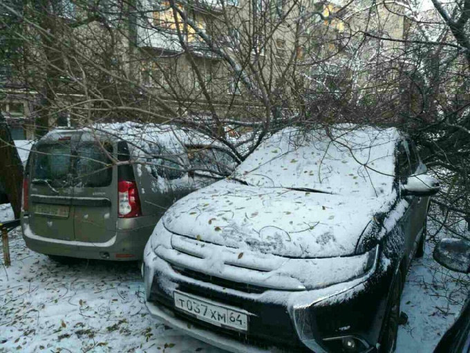 В Саратове дерево рухнуло на несколько автомобилей