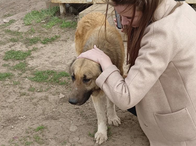 Саратовская юристка спасает выброшенную собаку с опухолью