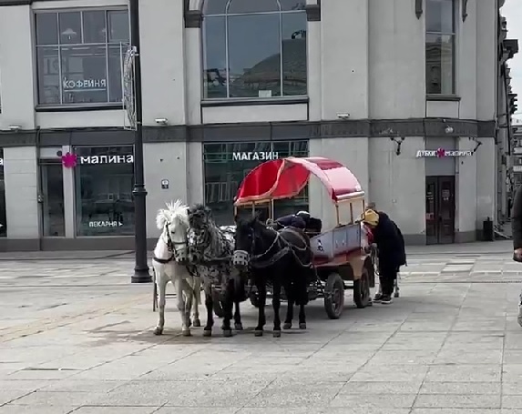Саратовцы пожалели катающих детей пони