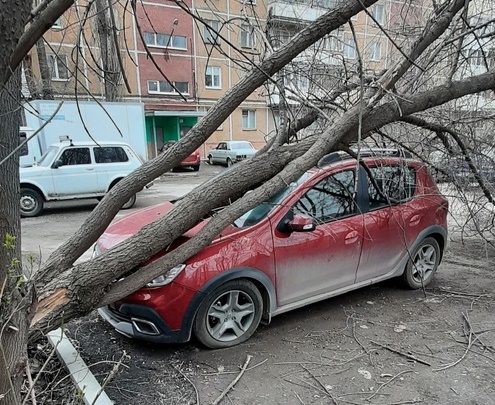 В Саратове дерево раздавило иномарку