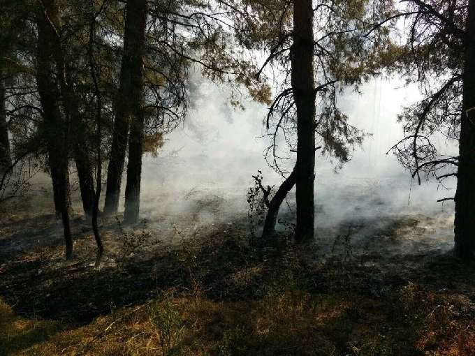 В Саратовской области произошел лесной пожар 
