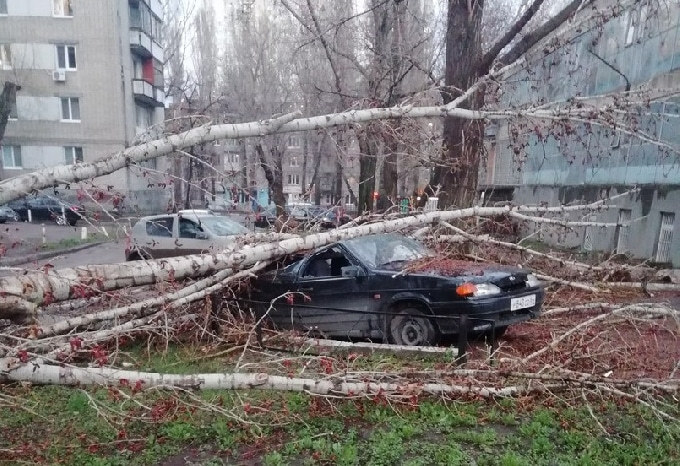 В Саратове дерево рухнуло на 2-этажный дом 