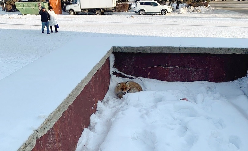 Под Саратовом заметили лису из сказки