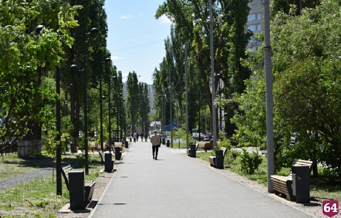 Саратовские чиновники пересчитают деревья на улице Рахова