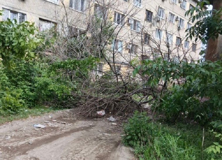 В Саратове рухнувшее дерево мешает машинам скорой