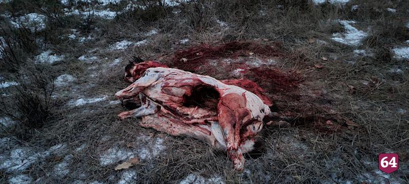 Саратовские полицейские задержали чиновника из Волгограда за убийство кабана