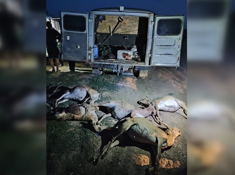 Саратовца ждет суд за 5 туш краснокнижных сайгаков в багажнике