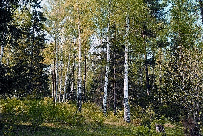 Браконьера осудят за вырубку 191 дуба 