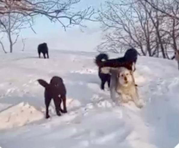 На Кумысной поляне подросток отбивала питомца от стаи из 15 собак