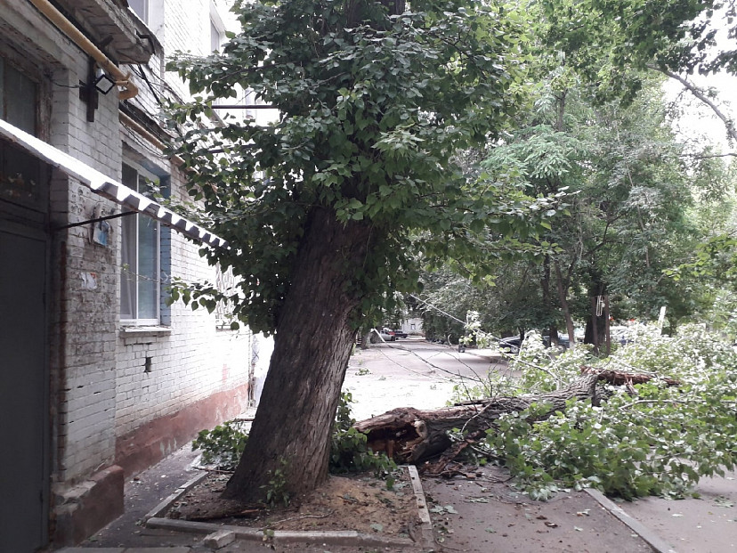 В Саратове упавшие деревья повредили три автомобиля
