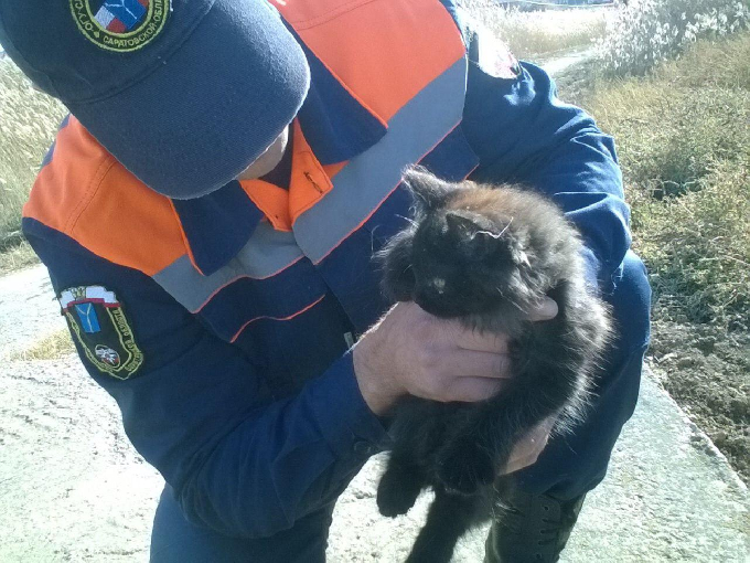 Спасатели вытащили упавшего в колодец котенка
