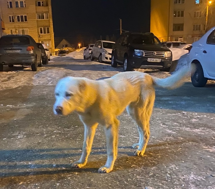 Собака напала на женщину с ребенком на выходе из магазина