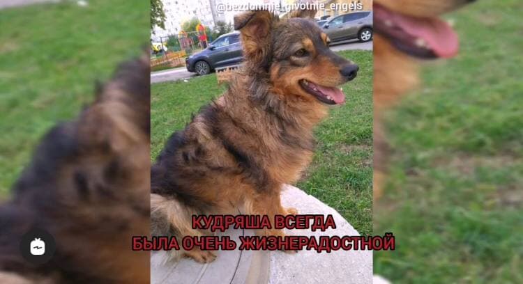 Саратовские полицейские за год не нашли растерзавшего собаку живодера 