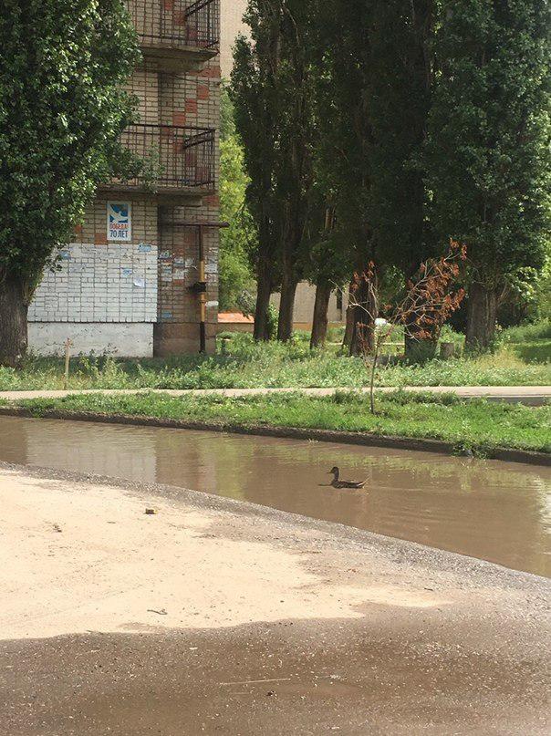 Саратовцев растрогала поселившаяся в луже утка 