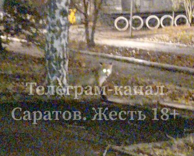 Саратовцы просят не обижать гуляющих по улицам лис