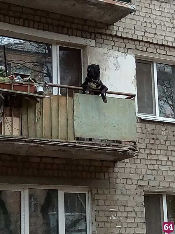 Саратовцев удивил пес с человеческими повадками