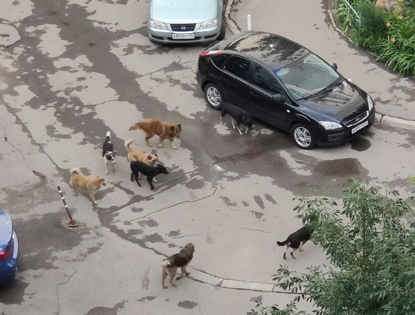 В Саратове стая бездомных собак загрызла пуделя 