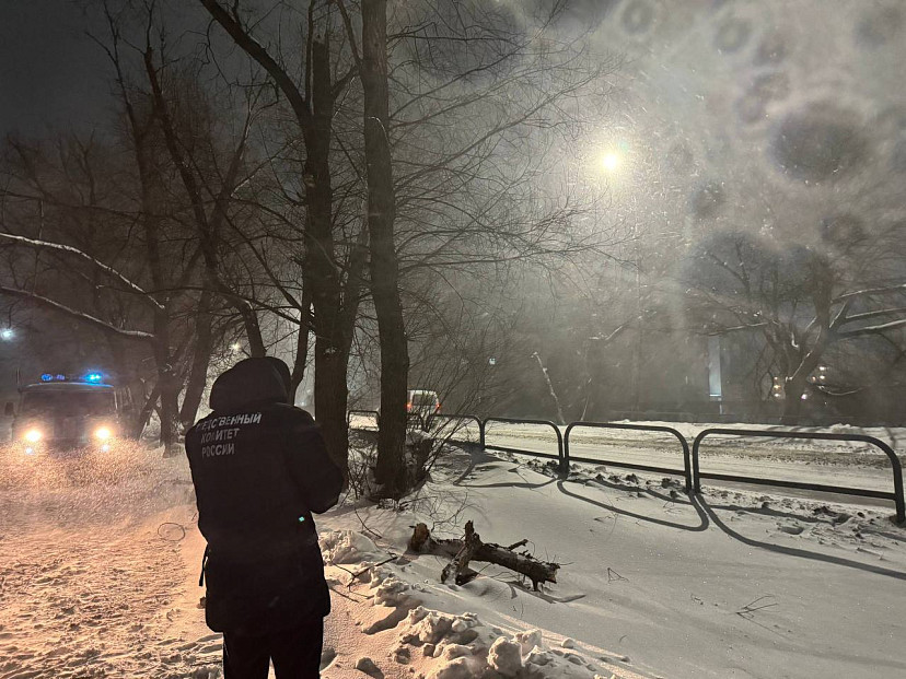 Саратовскую чиновницу осудили за падение ветки на пенсионерку