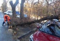 В Саратове ветер повалил деревья и остановочный павильон