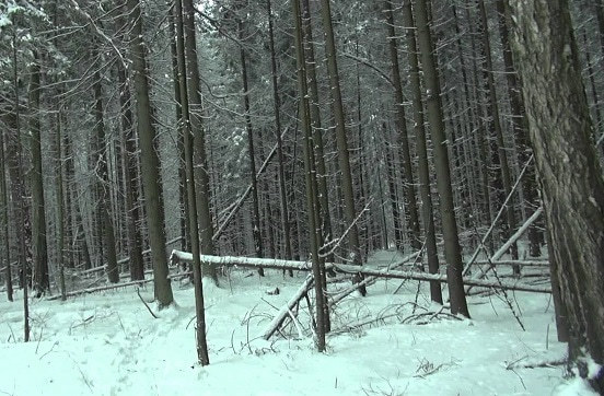 Прокуратура защитила городской лес у Сазанки