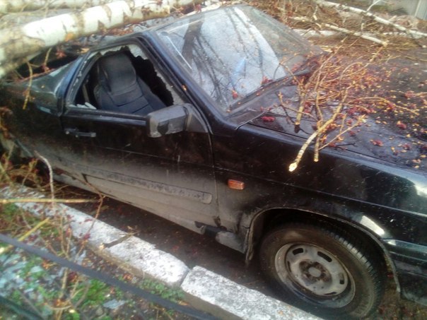 В Саратове дерево рухнуло на автомобиль 
