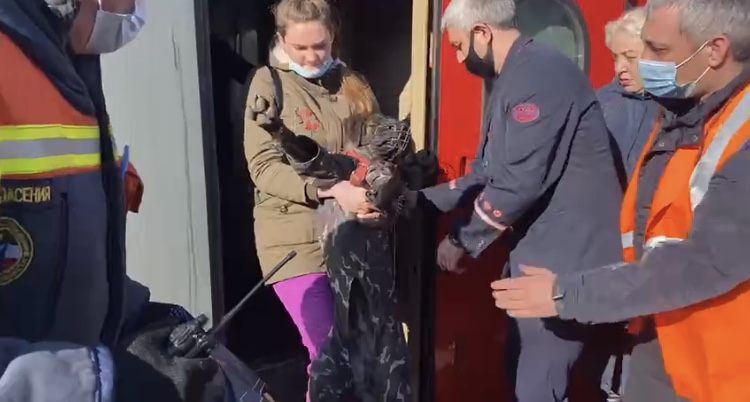 Беженцы из Донбасса приехали в Саратов вместе с собаками