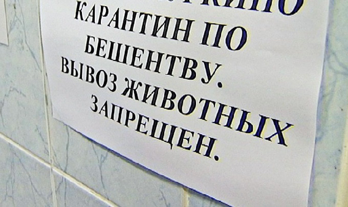 На карантин из-за бешенства животных закрыли ещё 3 саратовских села
