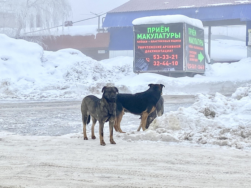 Бродячая собака покусала подростка на окраине Саратова