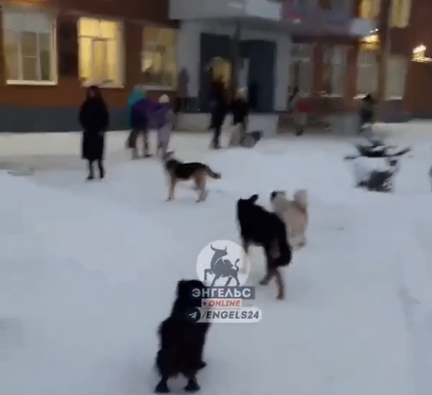 В Энгельсе бродячие собаки облюбовали школьный двор