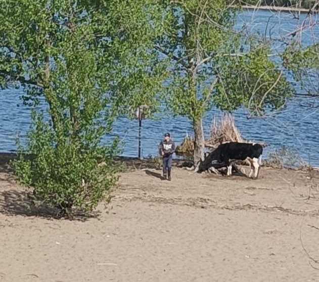 На пляже Энгельса загорают и выгуливают коров