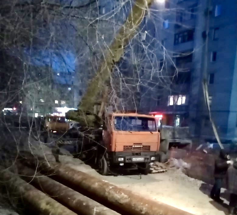 Саратовцы пожаловались на порчу деревьев коммунальщиками