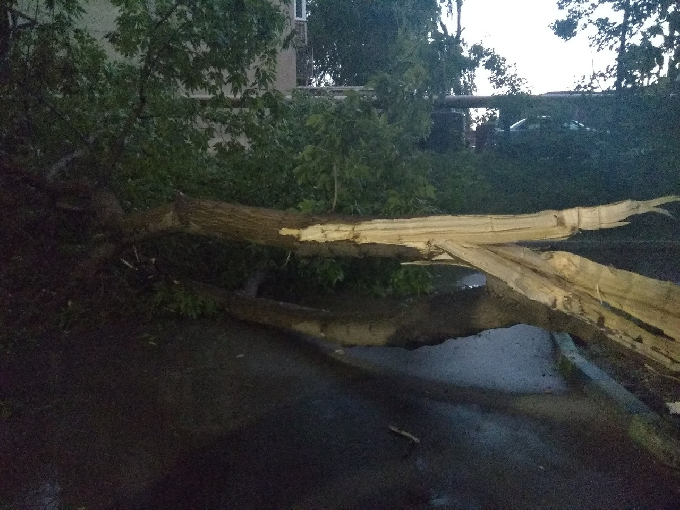 Во дворе на Степной рухнуло дерево
