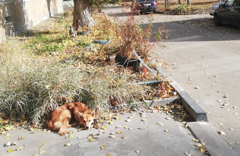 Чиновники назвали дату отлова бродячих собак на Огородной