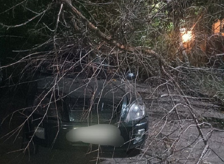 В Саратове рухнувшая ветка повредила автомобиль 