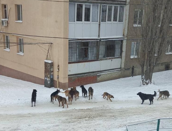 Саратовцы боятся выходить на улицу с детьми из-за стаи собак