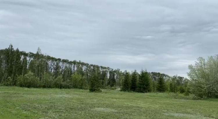 Вдоль дорог Саратова сделают «живую изгородь»