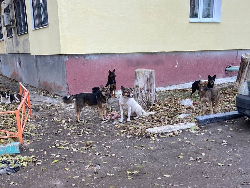 Саратовского чиновника обвинили в халатности из-за бездомных собак