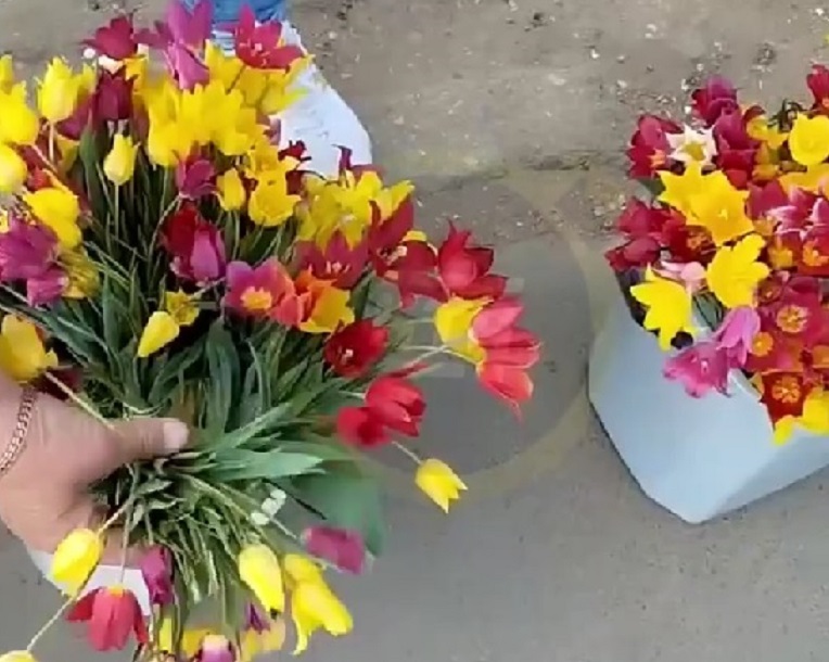 Под Саратовом женщина ведрами собирала на продажу краснокнижные тюльпаны