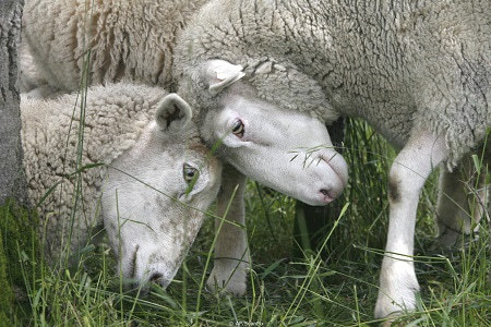 Серийный вор попался на краже барана