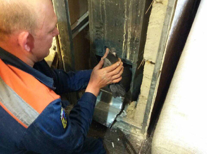 Спасатели доставали голубя из вытяжки пятиэтажного дома