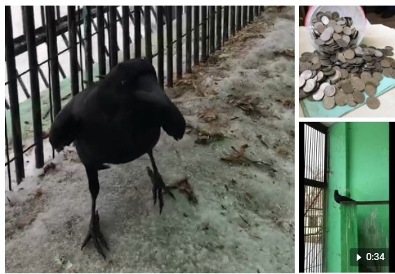В парке Саратова поселился говорящий ворон 