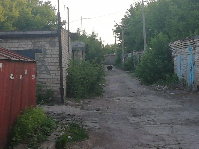 В Балакове сбежавший из зоопарка медведь покалечил двух мужчин