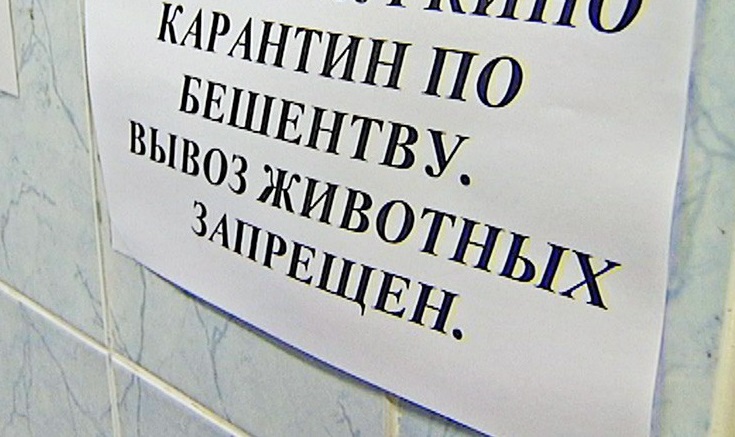 В Саратовской области диким животным приготовили 600 тысяч вакцин от бешенства 
