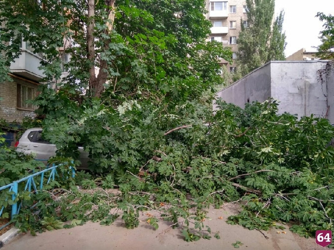В Саратове дерево рухнуло на припаркованную во дворе иномарку 
