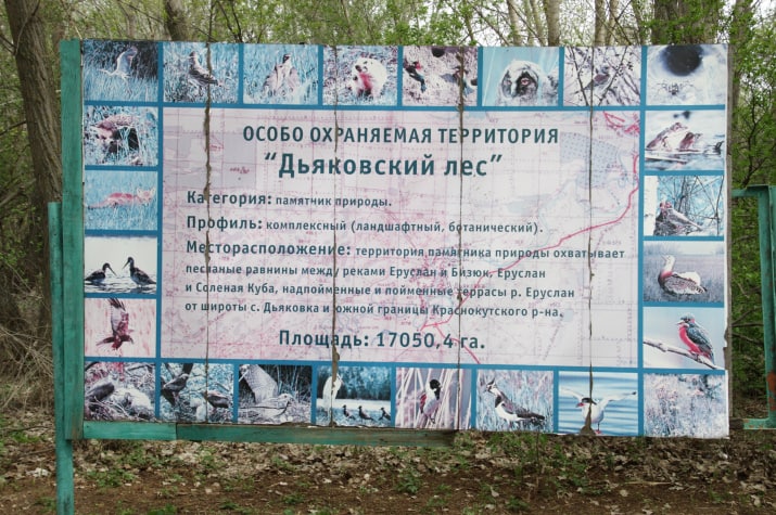 Уникальный саратовский лес может получить особый статус