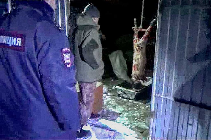 Браконьер за убийство трех кабанов получил условный срок 