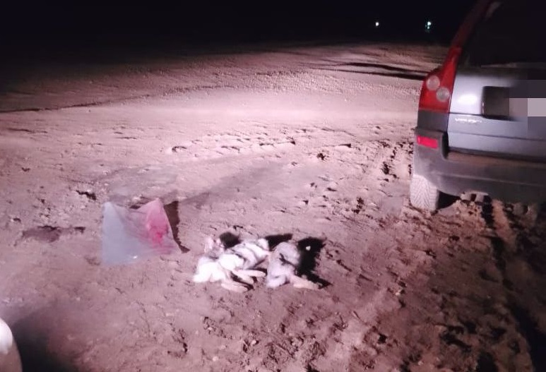 Под Саратовом браконьера на внедорожнике поймали с тушками зайцев
