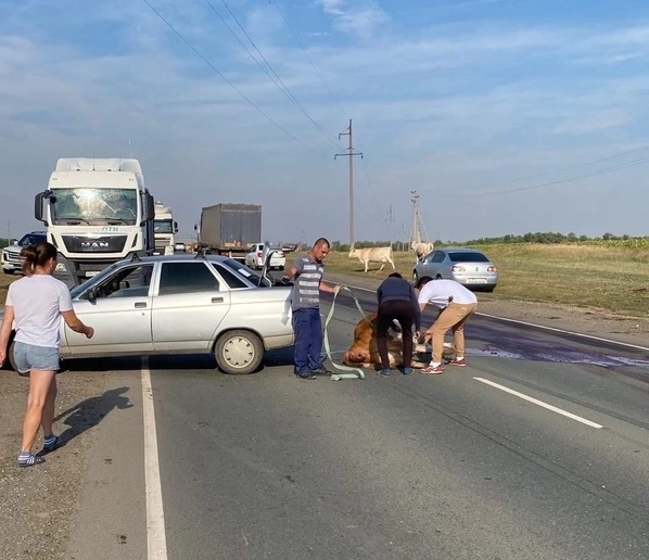 Автомобиль задавил стельную корову на трассе под Саратовом